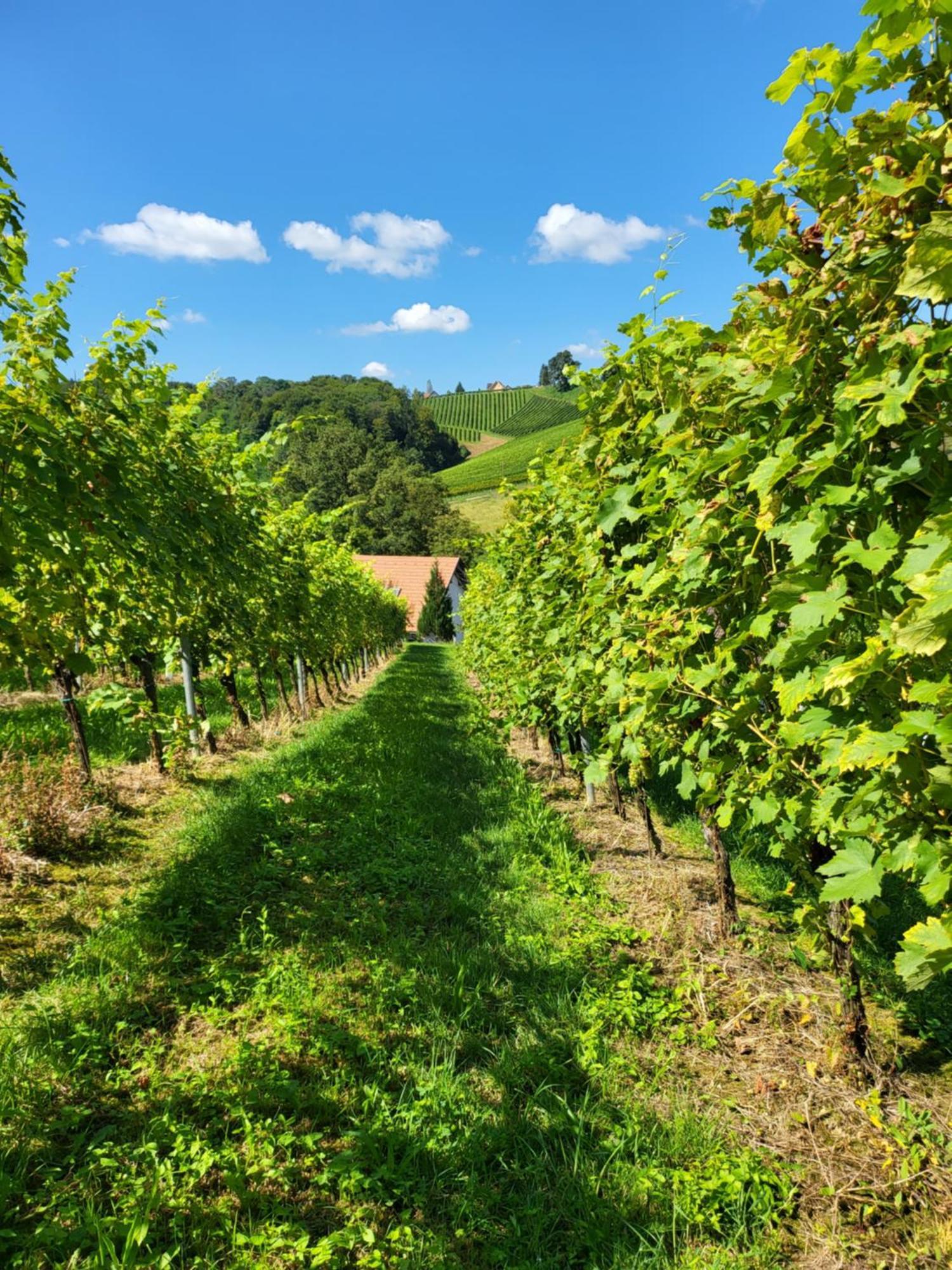 Ferienhaus Zangl Am Seggauberg - Suedsteiermark Leibnitz Buitenkant foto